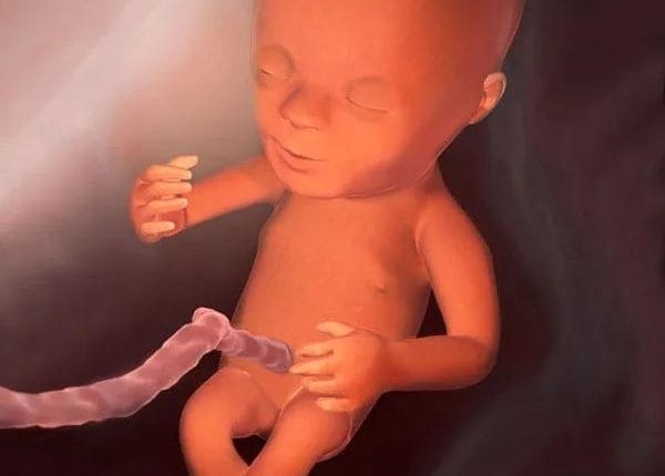 Hamileliğin Orta Dönemi: 2. Trimesterde Bebeğinizin Gelişimi ve Vücut Değişimleri 2 14. Hafta Bebek