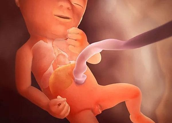 Hamileliğin Orta Dönemi: 2. Trimesterde Bebeğinizin Gelişimi ve Vücut Değişimleri 4 15. Hafta Bebek