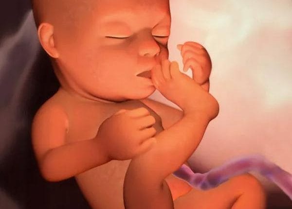 Hamileliğin Orta Dönemi: 2. Trimesterde Bebeğinizin Gelişimi ve Vücut Değişimleri 14 20. Hafta Bebek