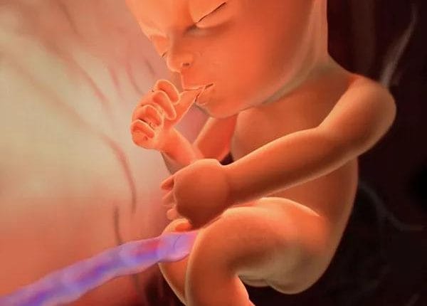 Hamileliğin Orta Dönemi: 2. Trimesterde Bebeğinizin Gelişimi ve Vücut Değişimleri 26 26. Hafta Bebek