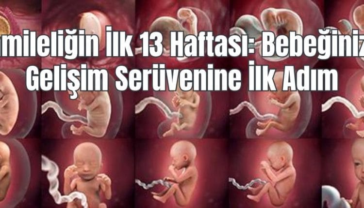 Hamileliğin İlk 13 Haftası Bebeğinizin Gelişim Serüvenine İlk Adım