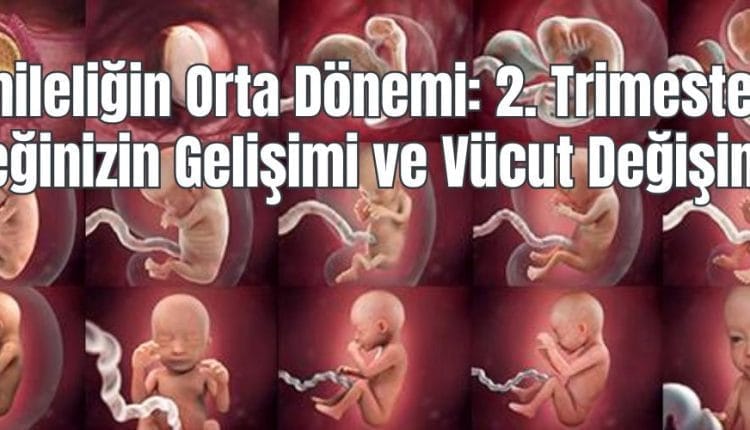Hamileliğin Orta Dönemi 2. Trimesterde Bebeğinizin Gelişimi ve Vücut Değişimleri